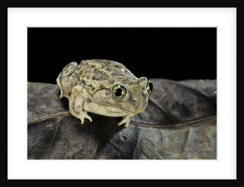 Spea bombifrons (plains spadefoot toad) by Anonymous