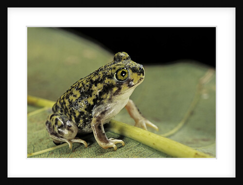 Scaphiopus couchii (Couch's spadefoot toad) by Anonymous