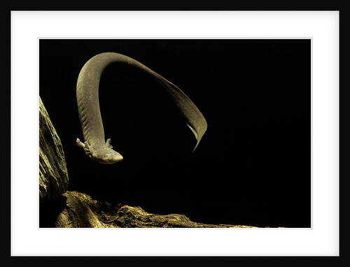 Siren intermedia (lesser siren) by Anonymous