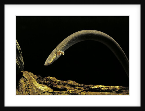 Siren intermedia (lesser siren) by Anonymous