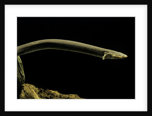 Siren intermedia (lesser siren) by Anonymous
