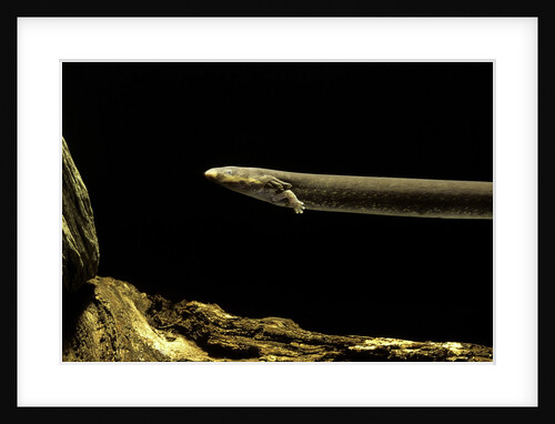 Siren intermedia (lesser siren) by Anonymous