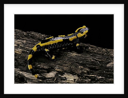Salamandra salamandra terrestris (fire salamander) by Anonymous