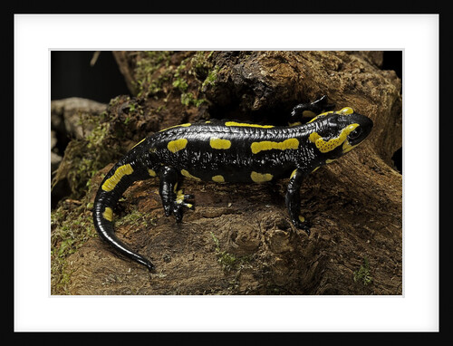 Salamandra salamandra terrestris (fire salamander) by Anonymous