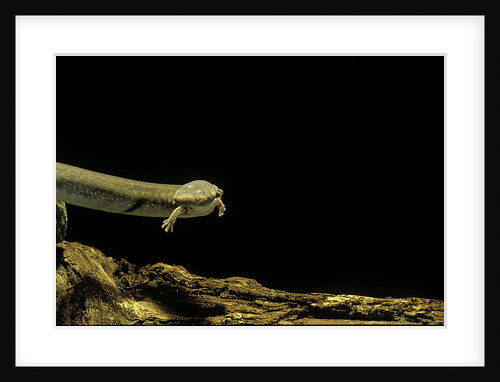 Siren intermedia (lesser siren) by Anonymous