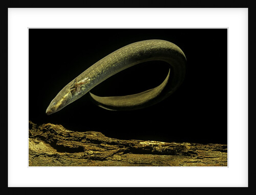Siren intermedia (lesser siren) by Anonymous