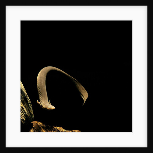 Siren intermedia (lesser siren) by Anonymous