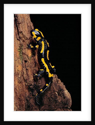 Salamandra salamandra terrestris (fire salamander) by Anonymous