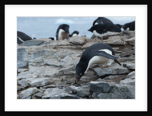 Adelie Penguin Gathering a Pebble by Anonymous
