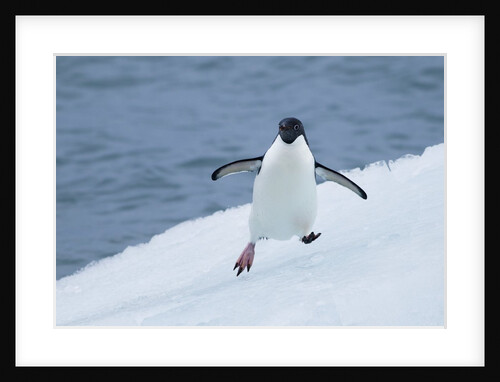 Adelie Penguin by Anonymous