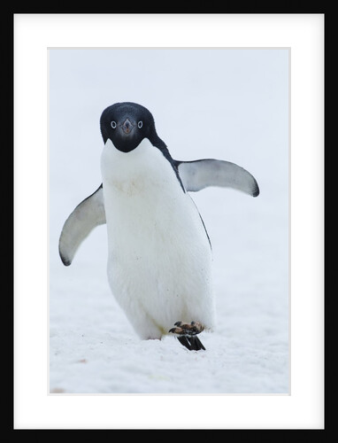 Adelie Penguin by Anonymous
