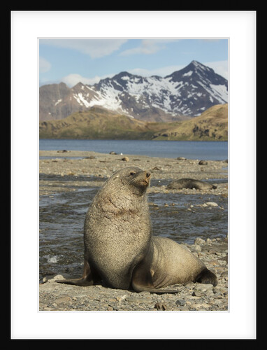 Antarctic Fur Seal on Shore by Anonymous