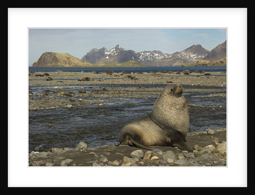 Antarctic Fur Seal at Haul-out by Anonymous