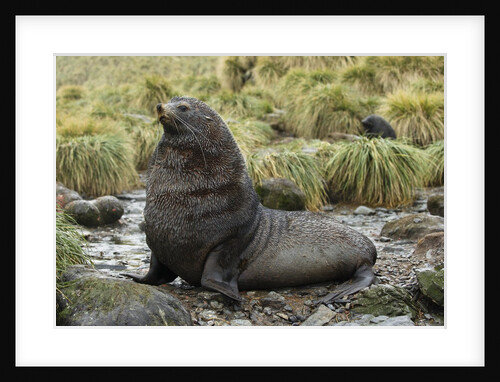 Antarctic Fur Seal at Haul-out by Anonymous