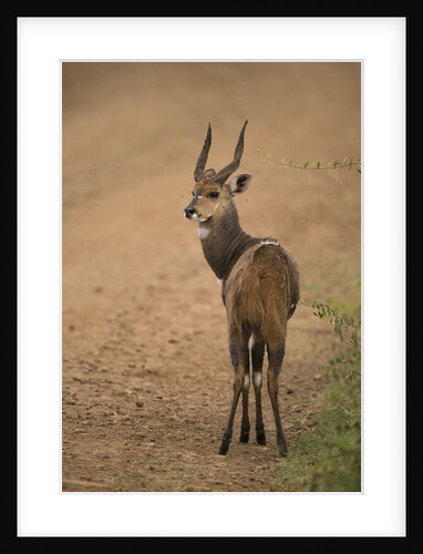 Bushbuck on Roadside by Anonymous