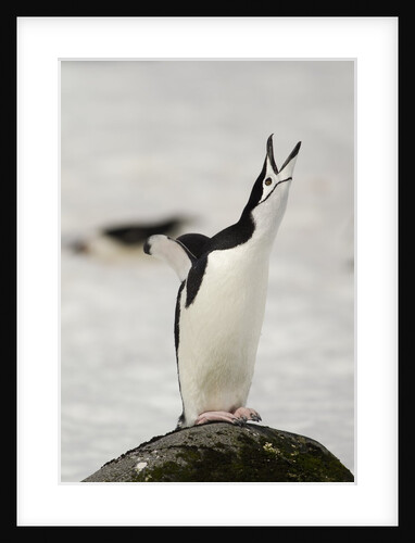 Chinstrap Penguin Calling by Anonymous