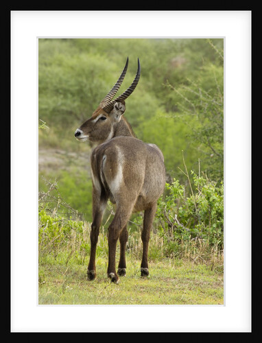 Common Waterbuck Grazing by Anonymous