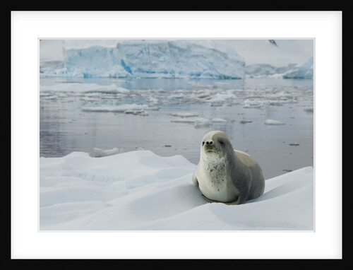 Crabeater Seal on Ice by Anonymous
