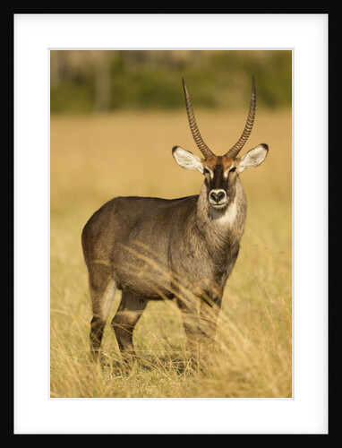 Defassa Waterbuck Portrait by Anonymous