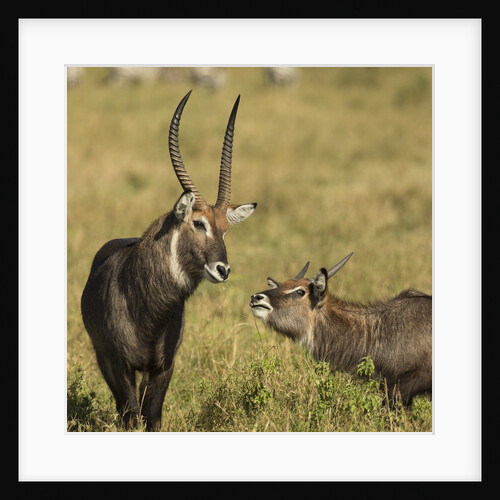 Defassa Waterbuck Pair by Anonymous