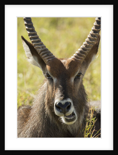 Defassa Waterbuck Face Detail by Anonymous