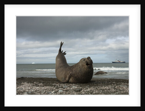 Southern Elephant Seal by Anonymous