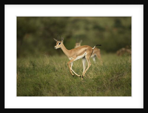 Grant's Gazelle Baby by Anonymous