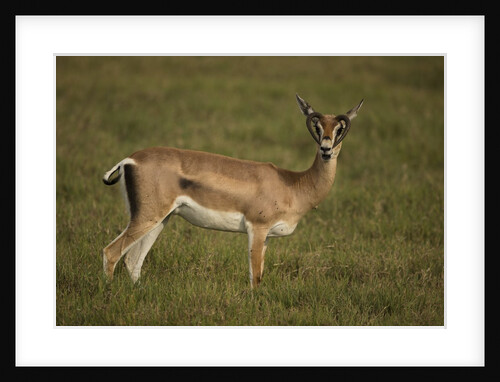 Grant's Gazelle Heart-shaped Horns by Anonymous