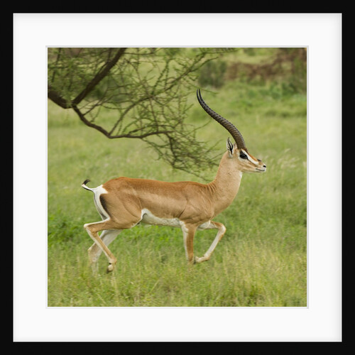 Grant's Gazelle Portrait by Anonymous