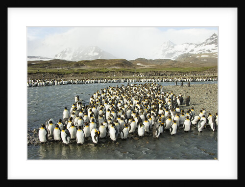 King Penguin Colony by Anonymous