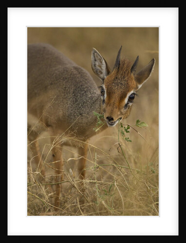 Kirk's Dik-dik Browsing by Anonymous