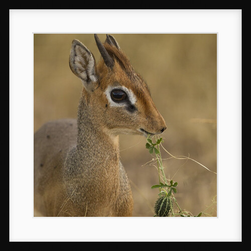 Kirk's Dik-dik Browsing by Anonymous