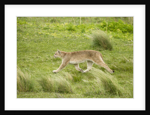 Wild Puma in Chile by Anonymous