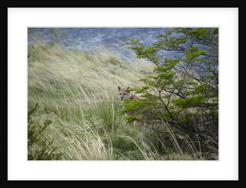 Wild Puma in Chile by Anonymous