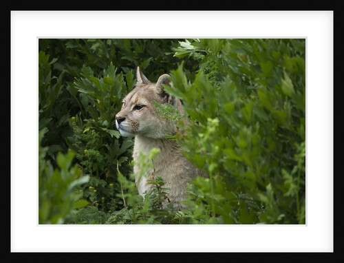 Wild Puma in Chile by Anonymous