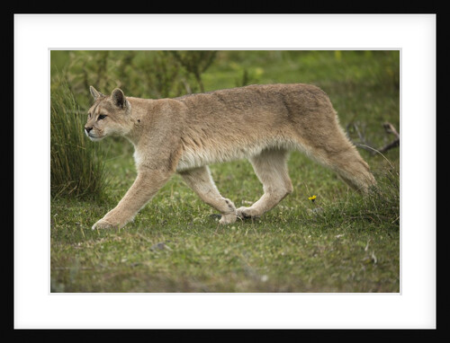Wild Puma in Chile by Anonymous