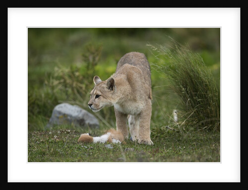 Wild Puma in Chile by Anonymous