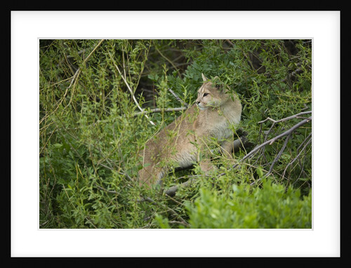 Wild Puma in Chile by Anonymous