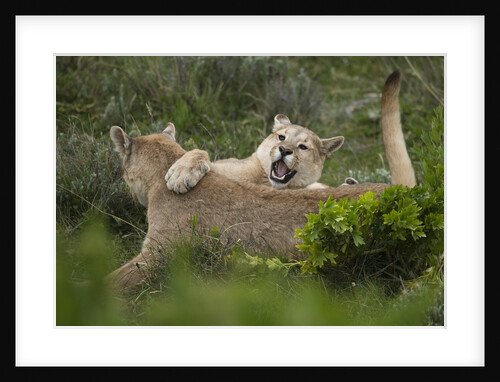 Wild Puma in Chile by Anonymous