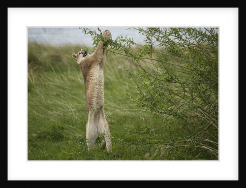 Wild Puma in Chile by Anonymous