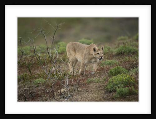 Wild Puma in Chile by Anonymous