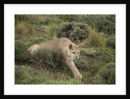 Wild Puma in Chile by Anonymous