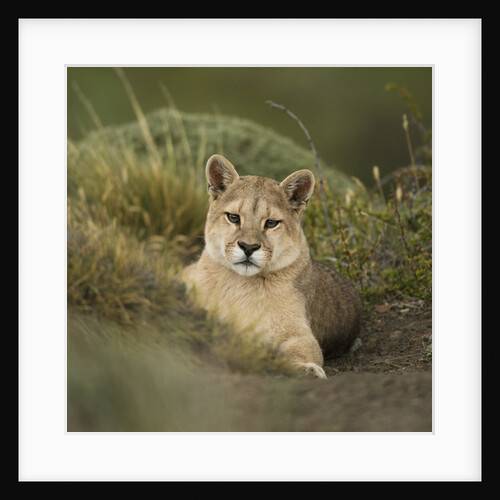Wild Puma in Chile by Anonymous