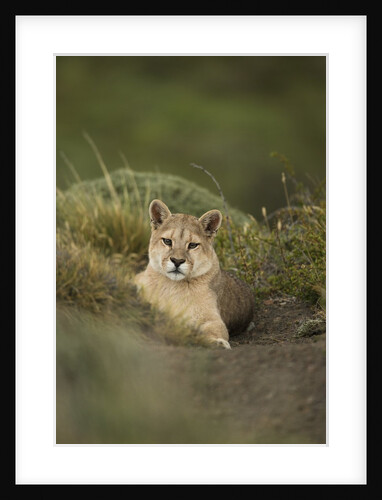 Wild Puma in Chile by Anonymous
