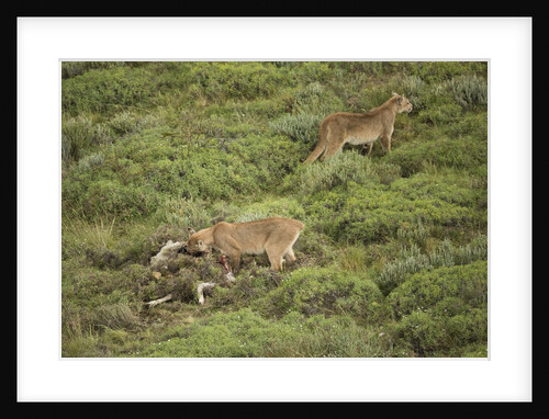 Wild Puma in Chile by Anonymous
