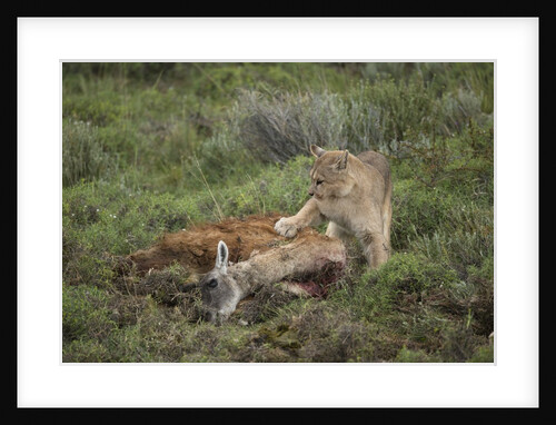 Wild Puma in Chile by Anonymous