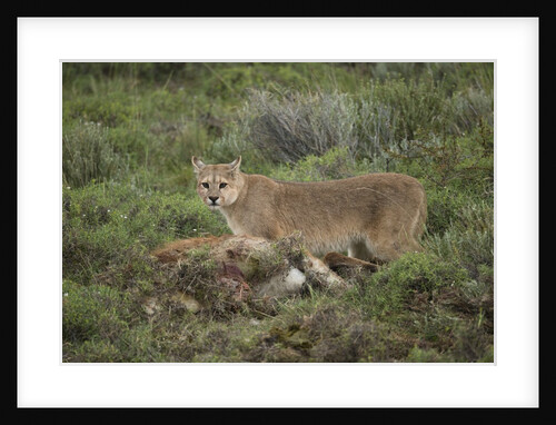 Wild Puma in Chile by Anonymous