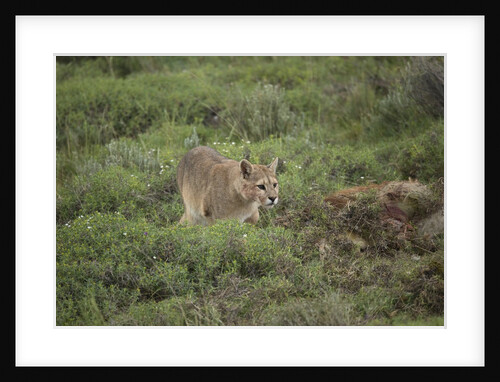 Wild Puma in Chile by Anonymous
