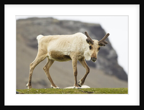 Reindeer Grazing by Anonymous