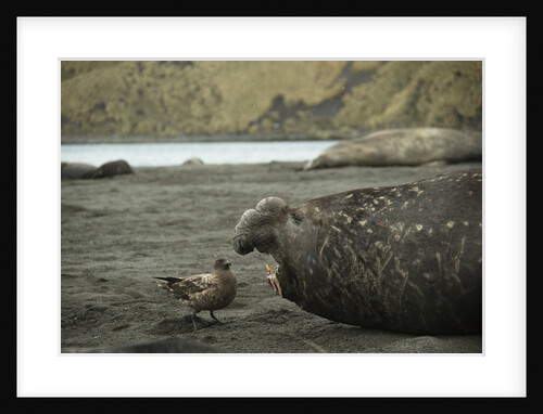 Southern Elephant Seal and Skua by Anonymous